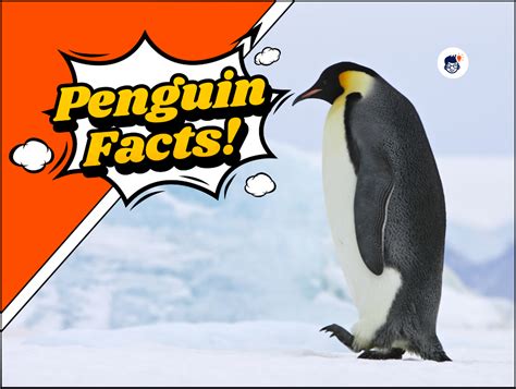 20 Interesting Penguin Facts: You Didn't Know