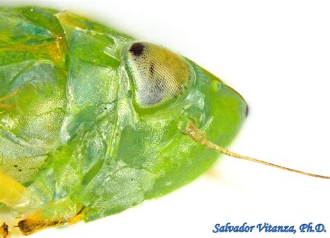 Hemiptera-Auchenorrhyncha-Cicadellidae-Neocoelidia-Leafhoppers FEMALE (D) - Urban Programs - El ...