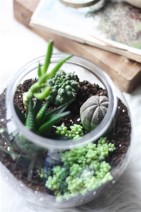 DIY cactus terrarium for £1 - Cityscape Bliss