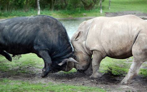 African buffalo – Cape buffalo (Syncerus caffer) | DinoAnimals.com