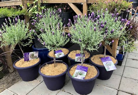 Lavender tree guide 🌲 🌸 Varieties, care, and tips for healthy plants