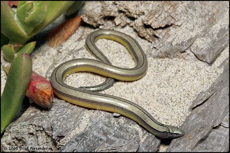 Northern California Legless Lizard - Anniella pulchra