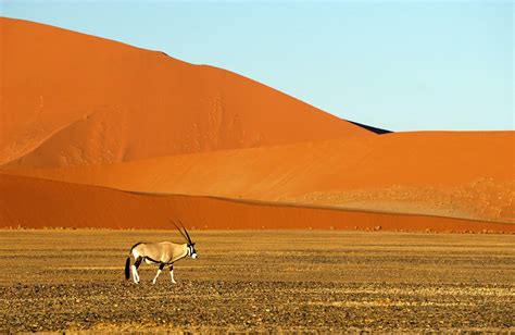 Namib-Naukluft National Park | Wild Safari Guide