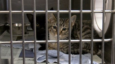 City of Amarillo animal shelter overcapacity, adoption of cats and kittens $ 5 | KAMR – Christ Yoder