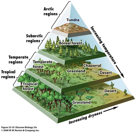 A Pyramid Map of the World’s Biomes | Fantasy world map, Biomes, Fantasy map making