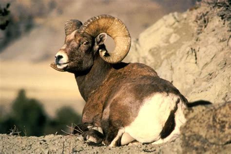 File:Bighorn ram animal ovis canadensis.jpg