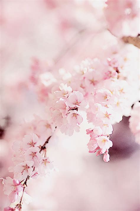 yuffii: “ Sakura in the Spring (by phtg) ” | Cherry blossom wallpaper, Pastel pink aesthetic