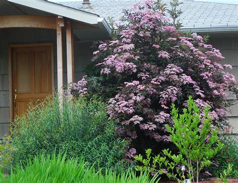 Sambucus nigra Black Beauty™ | Landscape Plants | Oregon State University