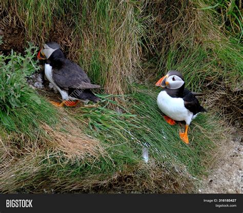 Puffin Nesting Site On Image & Photo (Free Trial) | Bigstock