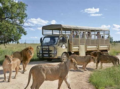 Lion & Safari Park Half Day Tour | Nhlalala Travel