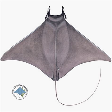 Pygmy devil ray - Mobula munkiana - Mobula Conservation