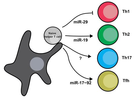 Helper T Cells Diagram