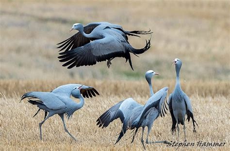 The Endemic Birds of South Africa - Birding Ecotours