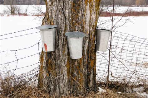 Maple Syrup Production in WI - Mid-West Farm Report