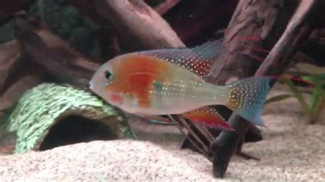 Acarichthys Heckelii, Threadfin Cichlid - YouTube