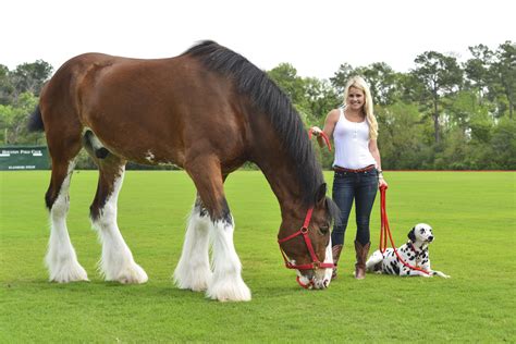 🔥 [70+] Clydesdale Wallpapers | WallpaperSafari