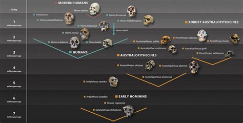 Mystery hominin complicates story of human evolution - The Humanoid