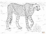 Printable Realistic Animal Coloring Pages At GetColoringscom  Free sketch template