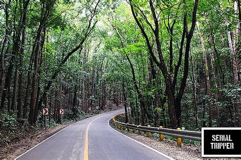 Visit BOHOL: Bilar: Man-made Forest