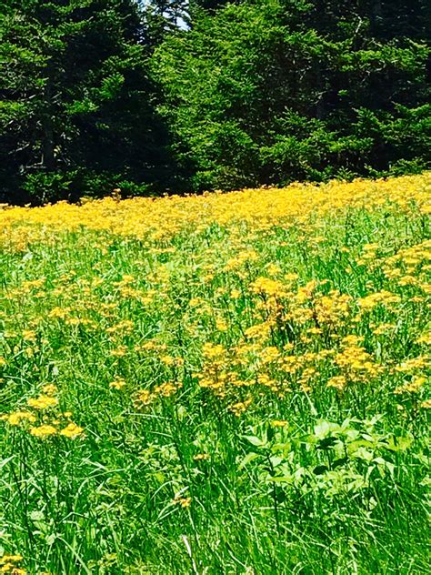 The Annual Roan Mountain Rhododendron Festival | HeySmokies