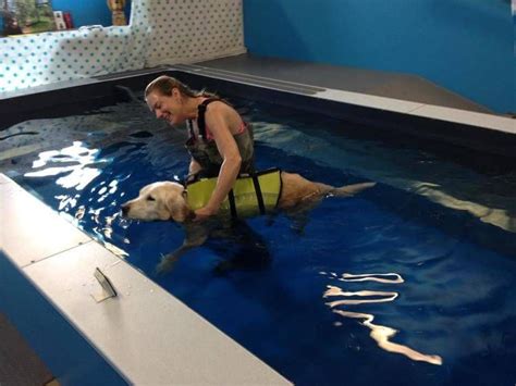 Swimming Therapy for the Dogs of Montana