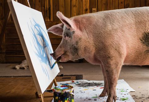 Step aside Pablo: Meet Pigcasso, South Africa's painting pig