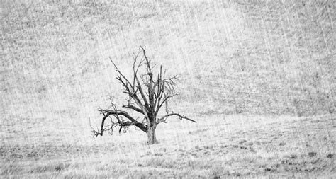 Bare Tree Pencil Sketch Free Stock Photo - Public Domain Pictures