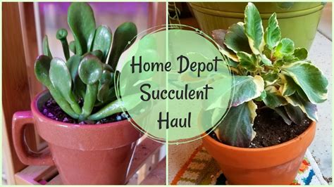 Home Depot Haul of Succulents 🌵 - YouTube