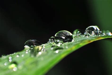 Free picture: freshness, raindrops, water, drops, wet