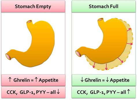 Hormones of Obesity: Ghrelin – Walking Off Pounds