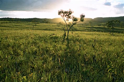 Scaling-Up Agricultural Planning for Conservation in the Brazilian Cerrado – Cool Green Science