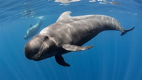 Who’s Using Vocal Fry in the Ocean? Dolphins and Whaaaaales. - The New York Times