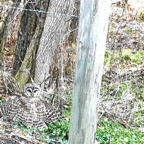 Barred owl | Ohio Cooperative Living