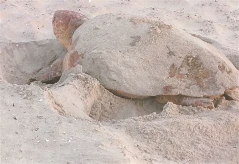 Sea turtles nesting season begins in North Myrtle Beach – North Myrtle ...