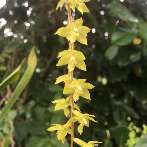 Dendrochilum uncatum Dendrochilum, Specialty / Species - Kaleialoha ...