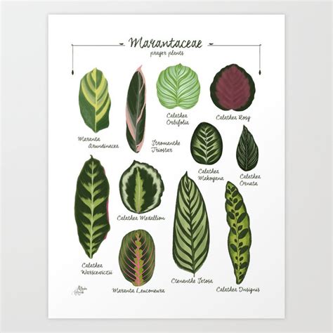 Marantaceae Calathea species / varieties illustration & pattern Art ...