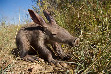 Meet Barkie, the baby aardvark - Africa Geographic