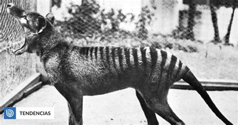 Scientific project seeks to "genetically revive" the Tasmanian Tiger: it became extinct 81 years ...