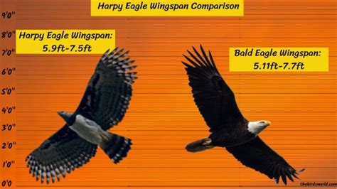 Harpy Eagle Size Explain: Compared With Human & Other Eagle