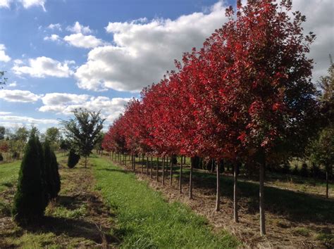 Acer rubrum 'Red Pointe' , Red Pointe Red Maple Fall color | landscape | Pinterest | Acer rubrum ...