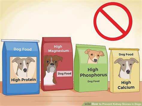 3 Ways to Prevent Kidney Stones in Dogs - wikiHow