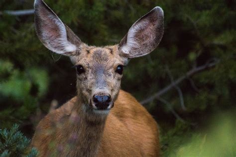 Deer Sounds Scent And Body Language All You Need To Know