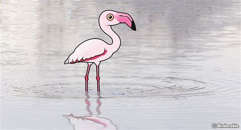 From Grey to Pink: The Life and Times of the Greater Flamingo