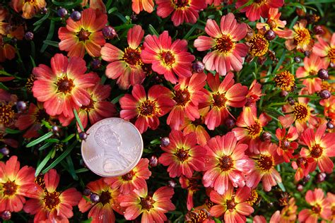 12 Gorgeous Coreopsis Varieties - Sunset Magazine