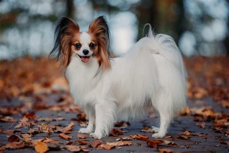 Pomeranian vs Papillon: 5 Key Differences Explained - IMP WORLD