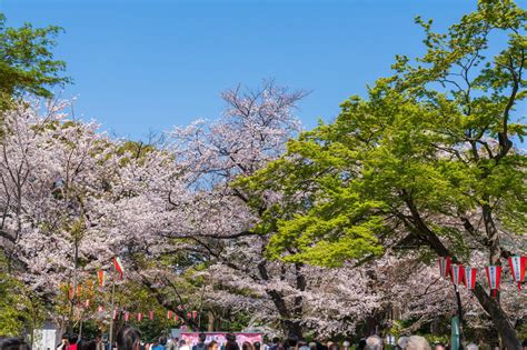 Ueno Park Guide: Ueno Zoo, Museums, Temples, And Things To Do! | MATCHA - JAPAN TRAVEL WEB MAGAZINE