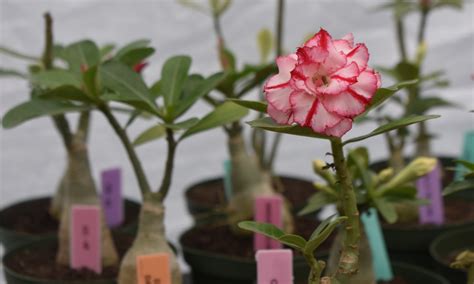 Desert Rose Succulent Plant (Adenium obesum) Care & Toxin Information – Crazy Plants Crazy Critters