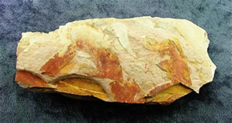 GLOSSOPTERIS LEAF FOSSILS IN MATRIX. SP6256