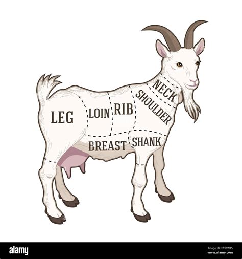 vector butchers diagram guide for cutting goat Stock Vector Image & Art ...