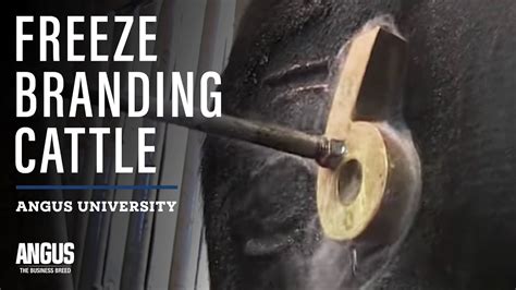 Freeze branding cattle - YouTube